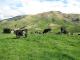 Top 10 Sustainable Dairy Products